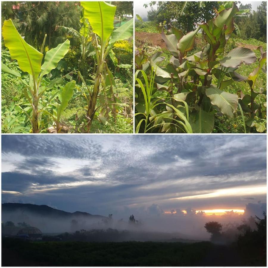 波塞申 Au Coeur Des Plantations旅馆 外观 照片
