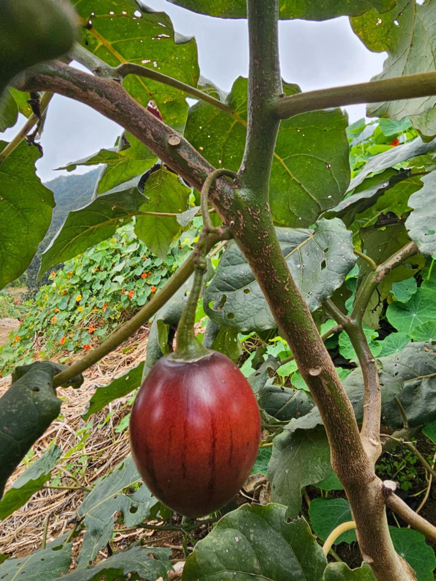 波塞申 Au Coeur Des Plantations旅馆 外观 照片