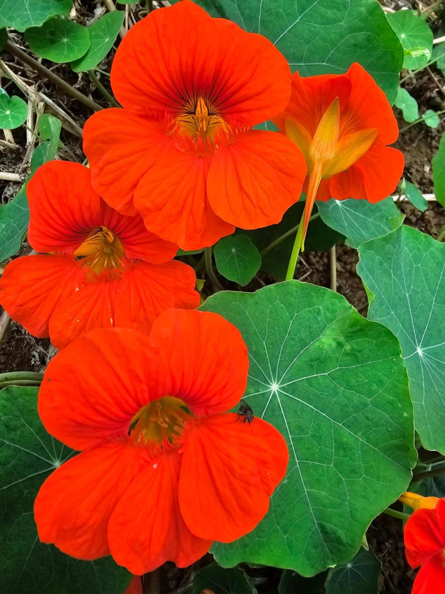 波塞申 Au Coeur Des Plantations旅馆 外观 照片