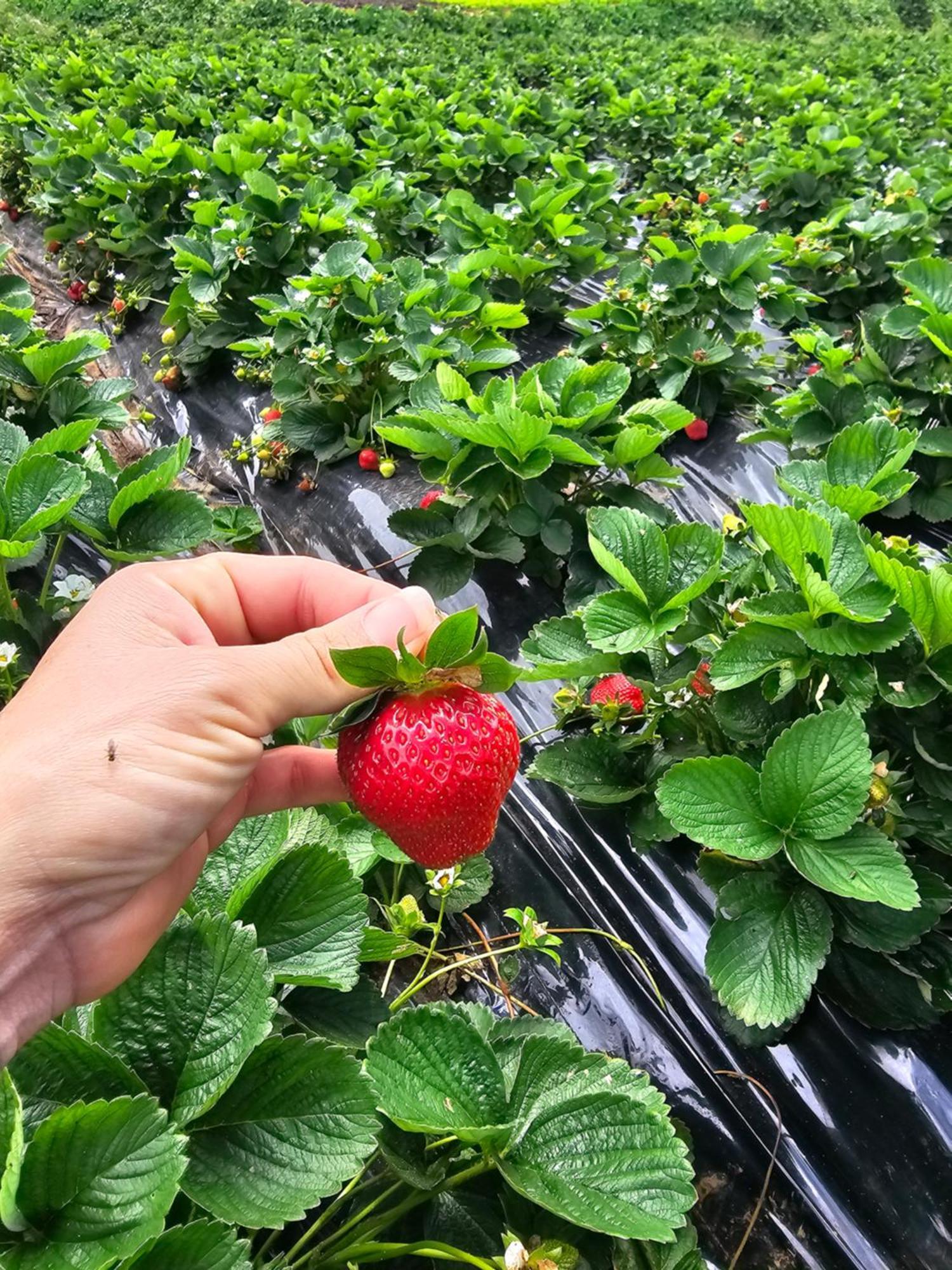 波塞申 Au Coeur Des Plantations旅馆 外观 照片